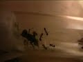 Messor Barbarus, 2 workers hatching (ant)