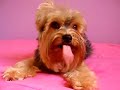 �tila lambendo a tela