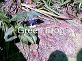 wildlife video