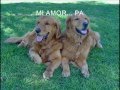 videos de perritos bogtanos imagen de enero 0001