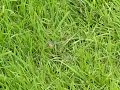 Zweegvlieg lands on grass and takes off in the air