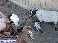 baby goats