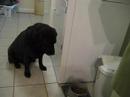 Video Response - \"Smart\" Dog