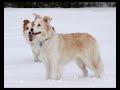 Bordercollie