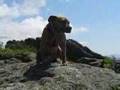 Pit Bull Blues