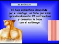El sistema digestivo o aparato digestivo El sistema digestivo o aparato digestivo