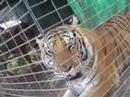 LIONS, TIGERS, and BEARcatS, OH MY!