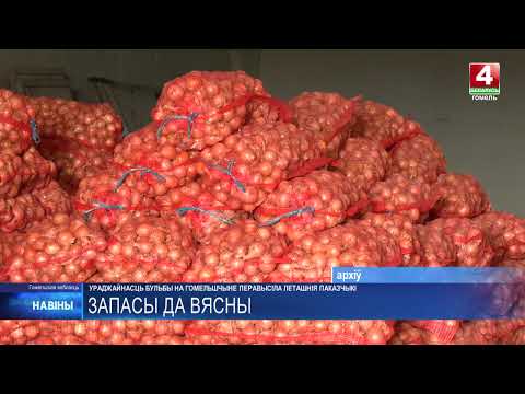 Более 20 000 тонн картофеля для производства чипсов вырастили в Кормянском районе