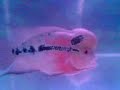 horn fish
