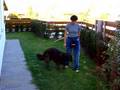 Clickertraining Anfänge 3