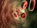 By now, development has progressed to where your baby will begin to do some things for his or herself, like producing red blood cells and swallowing nourishing amniotic fluid. Pregnancy.Healthguru.com