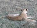 Lioness