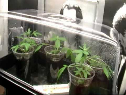 blue berry weed