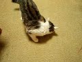 ?????---Scottishfold--- ?????---Scottishfold---