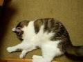 猫にマタタビを渡すとどうなるのか実際にやってみた
