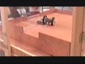 TLC:Grabber Edition at Pennbots