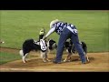 Here's that video of monkeys riding dogs, herding goats, that you asked for. http://t.co/R5RT7Juzmf via @imaginarygf
