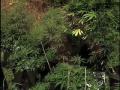 medical marijuana cultivation 102: super cropping