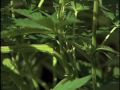 medical marijuana cultivation 102: super cropping
