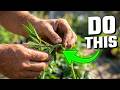 Medical Marijuana Cultivation 102: Super Cropping