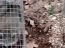 Rocky Racoon