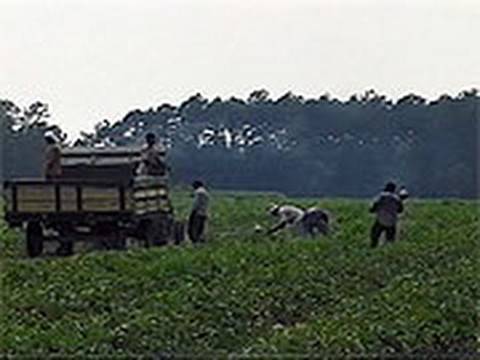 Video Still
