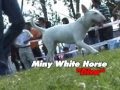 Bull Terrier Inglés video