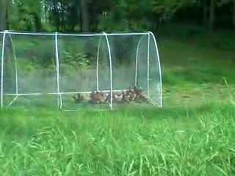 Mobile Chicken Coops