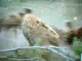Hyena vs Wild Dogs