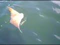 DaParson - Cow Nose Stingrays