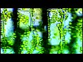 科学映像館　photosynthesis光合成・原形質流動　Egeriadensa　オオカナダモ
