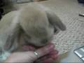 Bella's Carrot