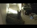 7 month old pup learns to stay on bed 7 month old pup learns to stay on bed