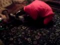 眠りイヌ動画