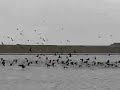 Cormorants leaving fishing-place Cormorants leaving fishing-place