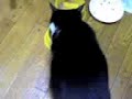chat voleur gamelle