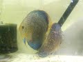 red spotted leopard discus carrying fry