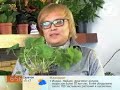 Полоскание при ангине. Народная медицина