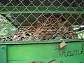 Wake up little jaguar Wake up little jaguar