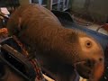 Timneh African Grey and Mary Wells