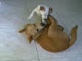bart vs tany