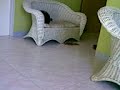 bart vs tany