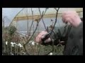 Tips en wetenswaardigheden voor uw tuin, balkon, terras en vijver. Gerard van Run, van Tuincentrum van Run uit Vught vertelt er over.De programma's zijn gemaakt in samenwerking met VTV1 en worden daar wekelijks uitgezonden.