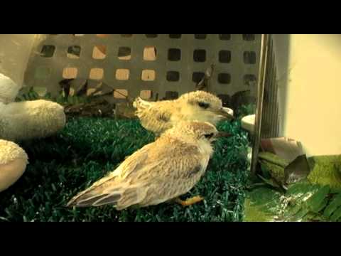 how to take care of a baby bird