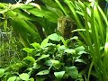 25 Gallon Planted Aquarium