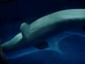 white dolphin 