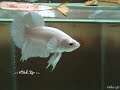 Betta white platinun pk e seus filhotes 