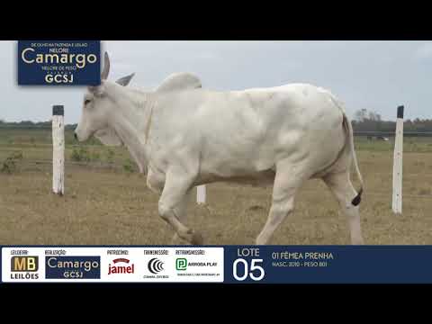 DE OLHO NA FAZENDA NELORE CAMARGO