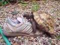 Tortue