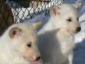 Dogs and Puppies Dogs and Puppies